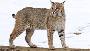 December Bobcat Beat